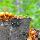 Mushrooms on Birch Stump