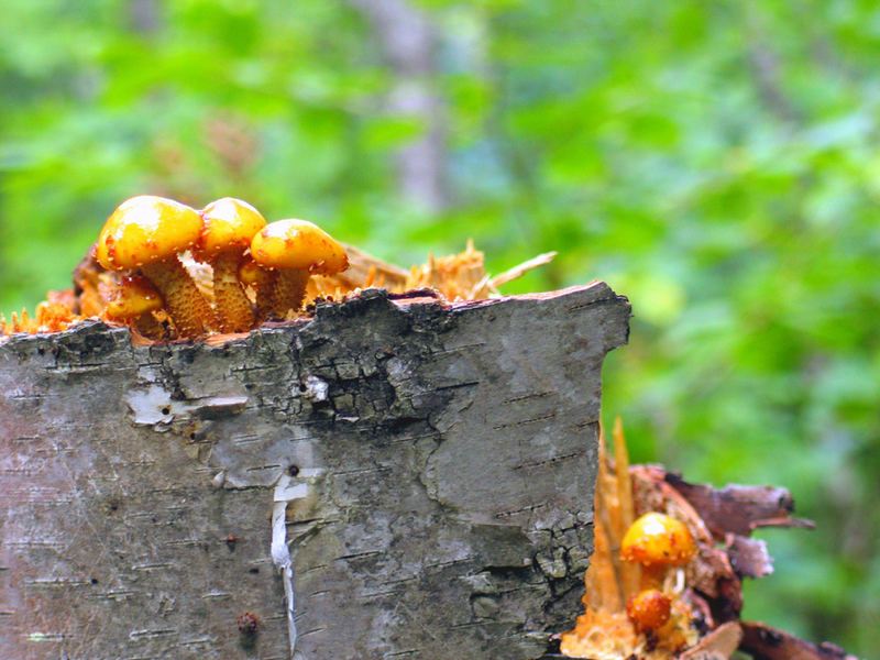 Mushrooms on Birch Stump