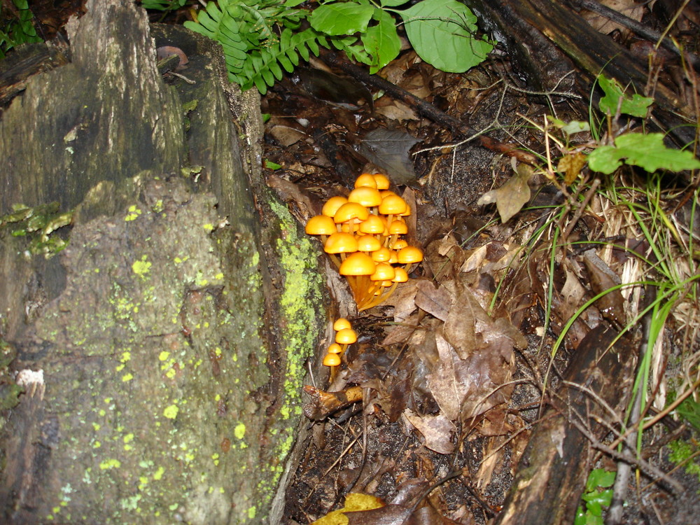 Mushrooms on dead trees