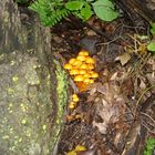 Mushrooms on dead trees