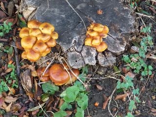 Mushrooms on Elder Stud