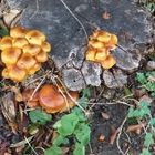 Mushrooms on Elder Stud