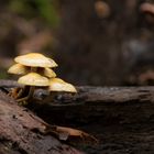Mushrooms on fallen tree