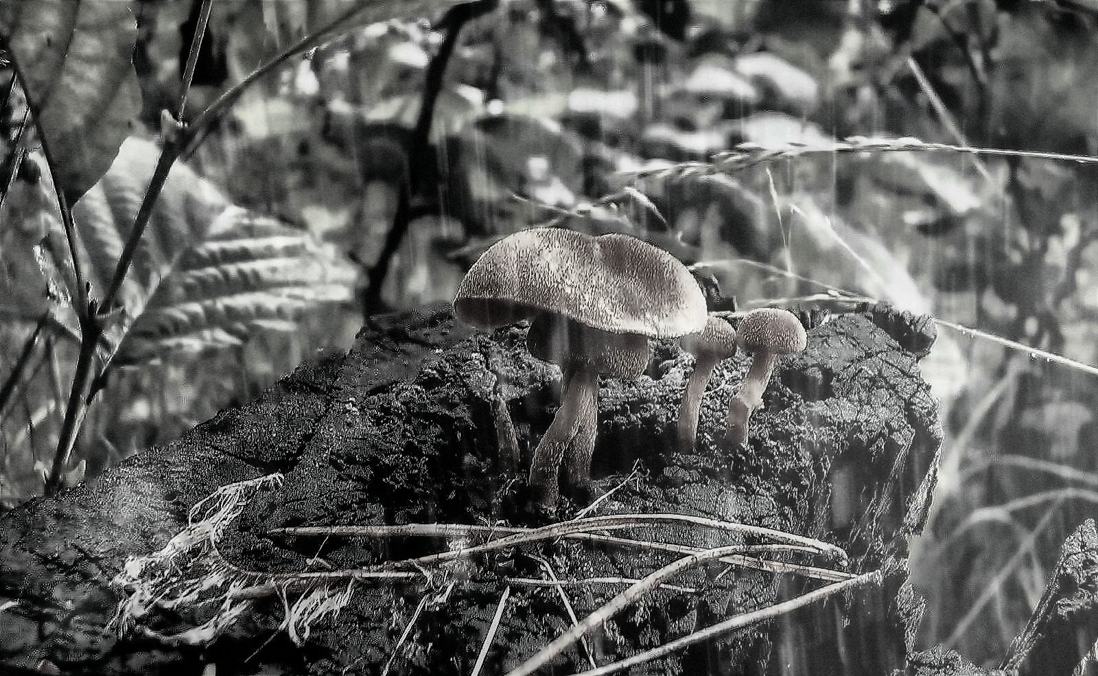 mushrooms on the stump