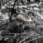 mushrooms on the stump