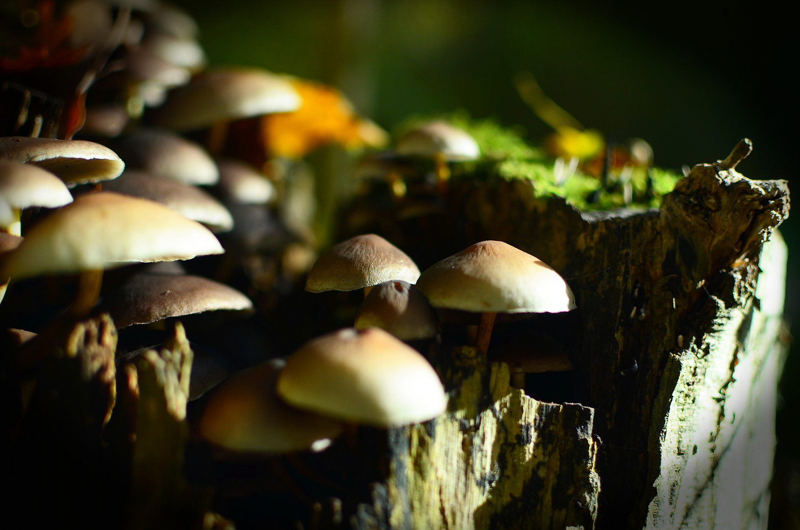 Mushrooms on Wood