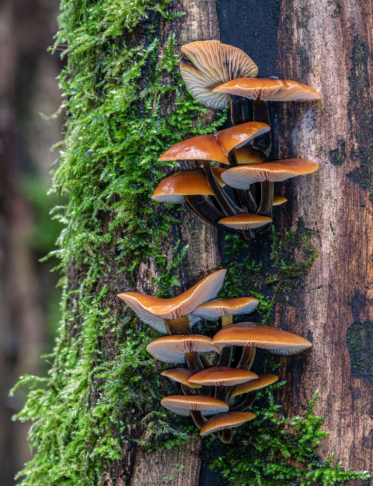 Mushrooms -secret monarchs in the forest