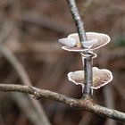 Mushrooms_3