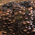 Mushrooms_4