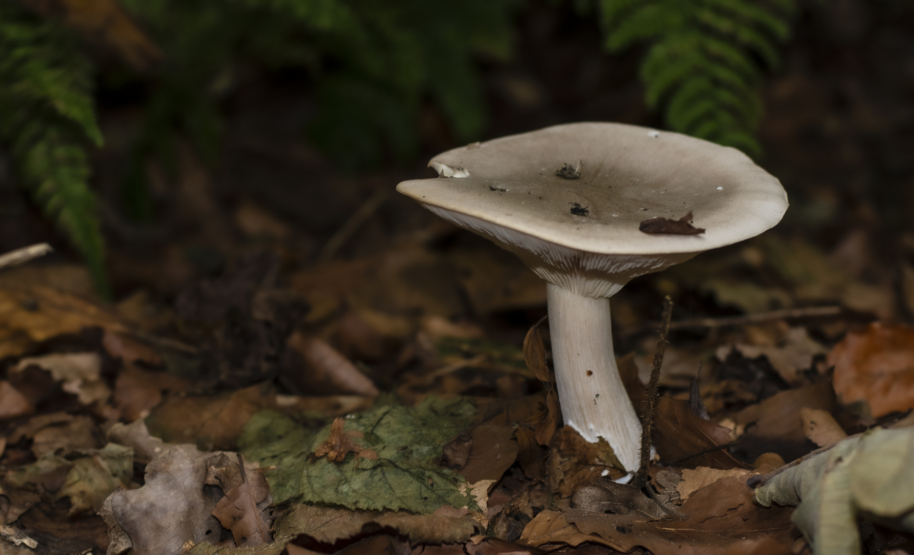 Mushrooms_8
