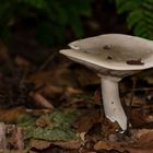 Mushrooms_8