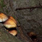 Mushrooms_9