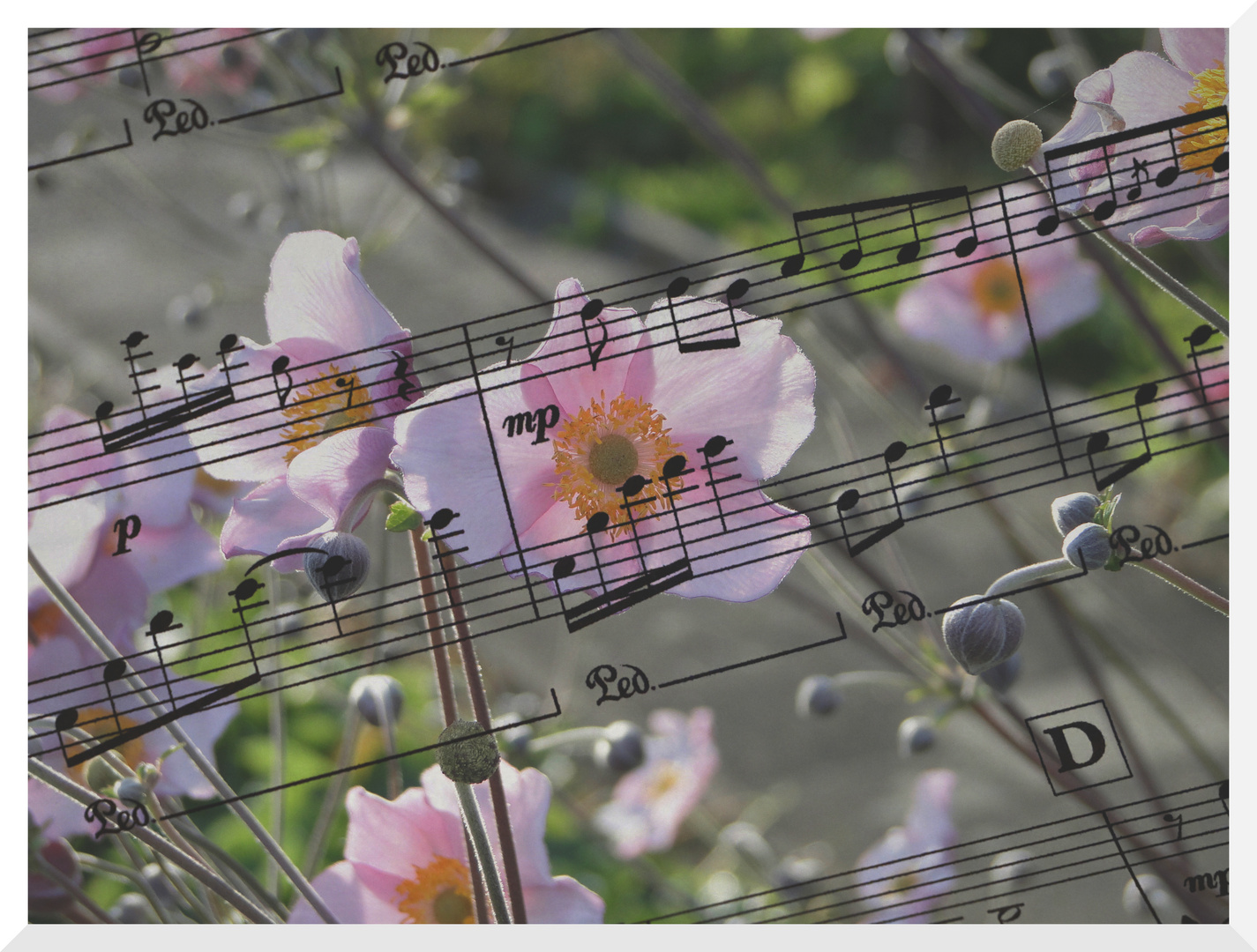 Musik im Garten