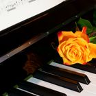 Musik und Blume