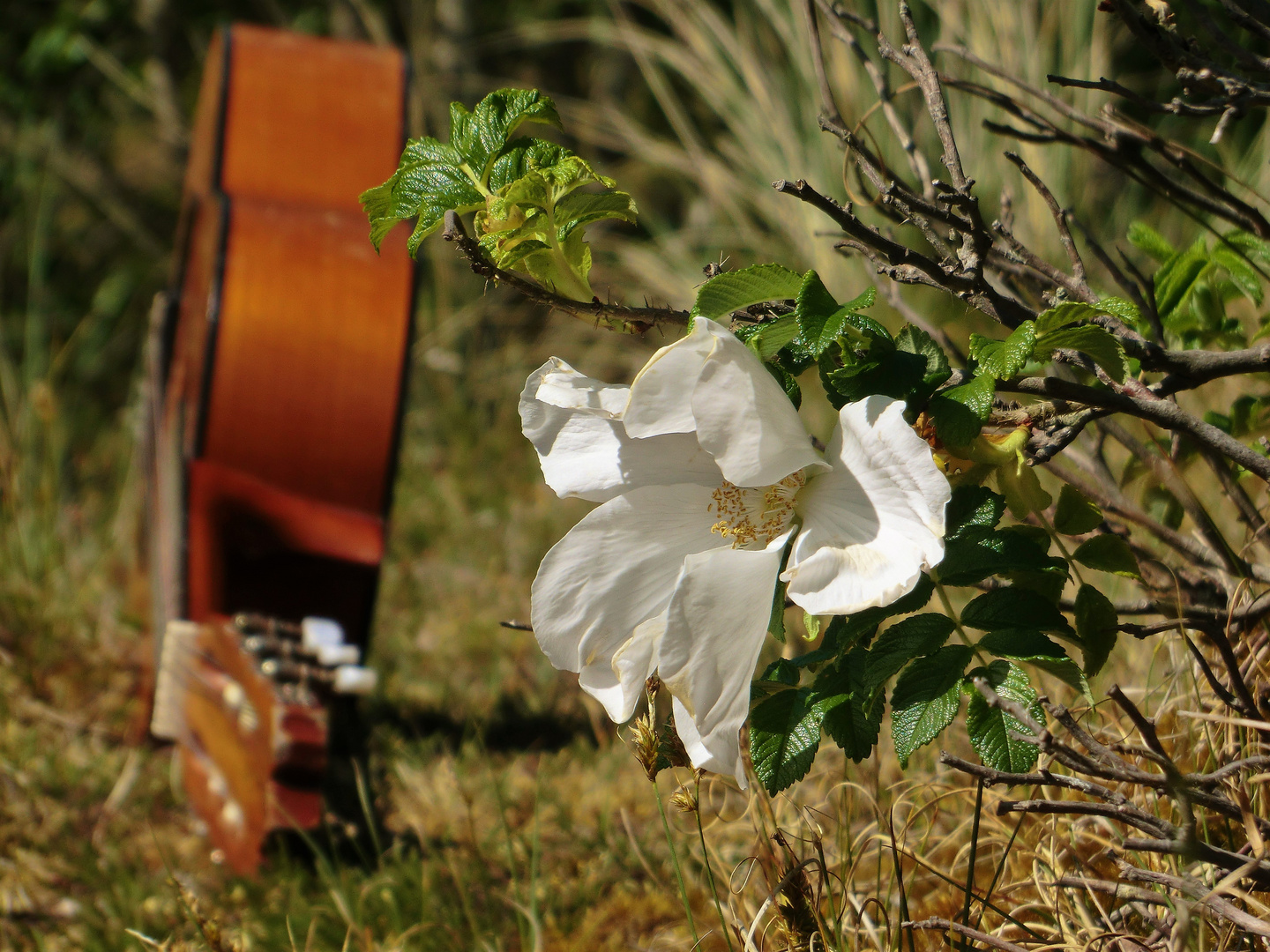 Musikalische Heckenrose