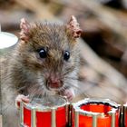 Musikalische Ratte