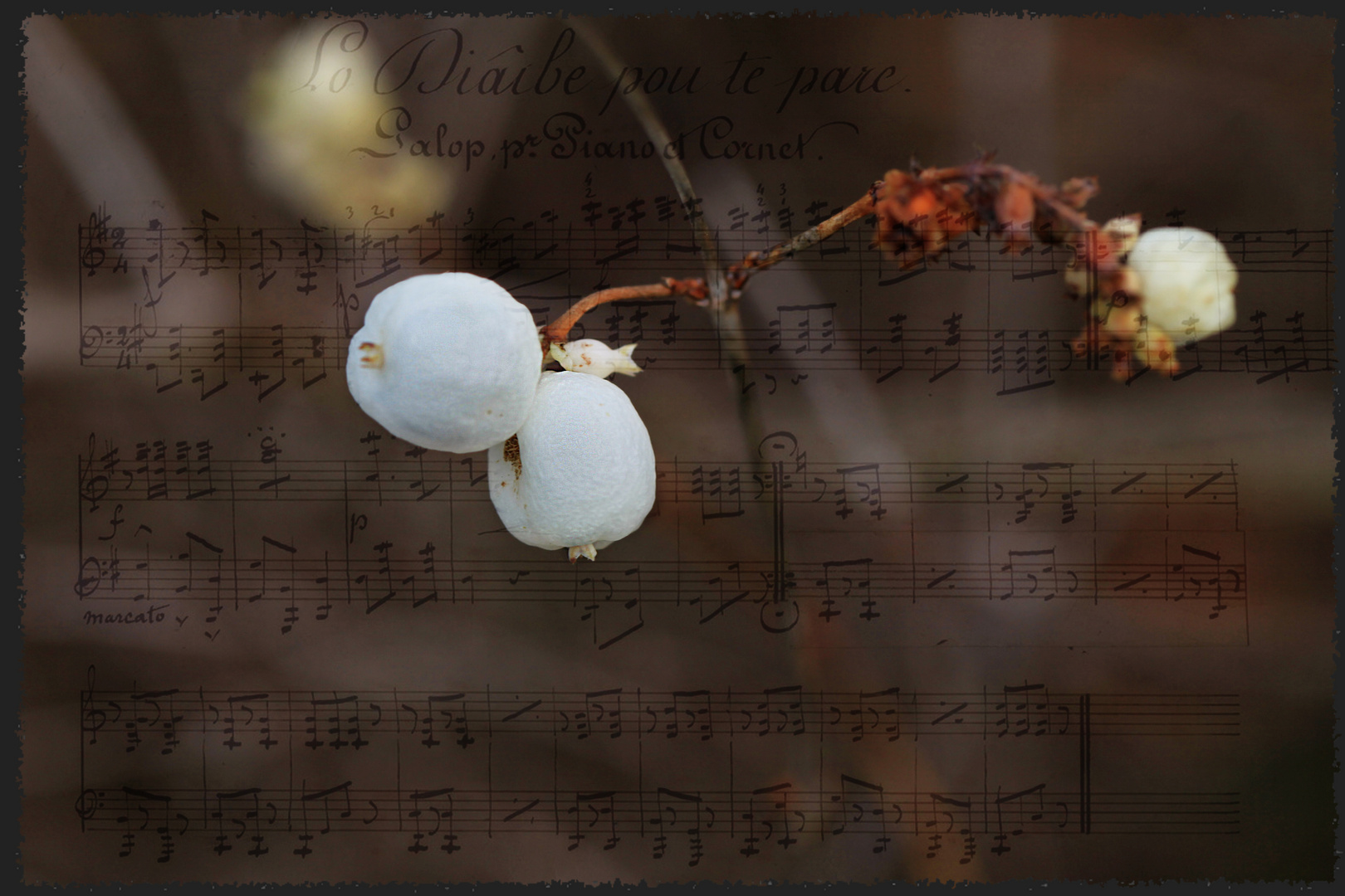 Musikalische Schneebeeren