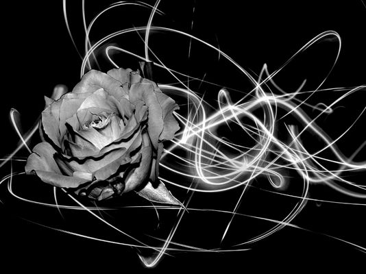  musikalische Schwingungen mit der Rose