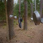 "Musikinstrumente" im Wald...