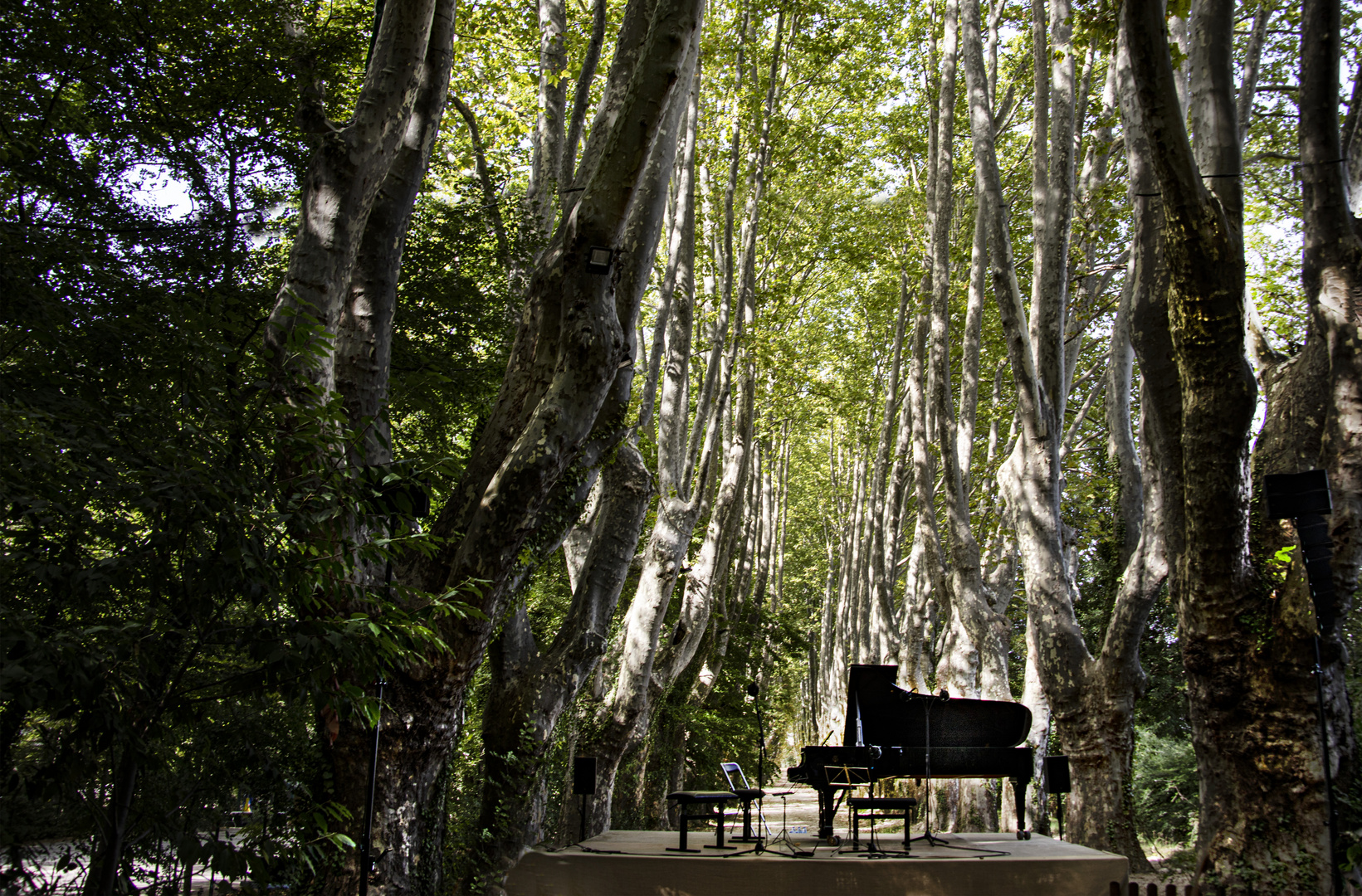 Musique ,platanes et cigales .