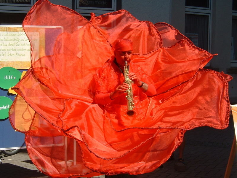 Musizierende rote Rosenblüte