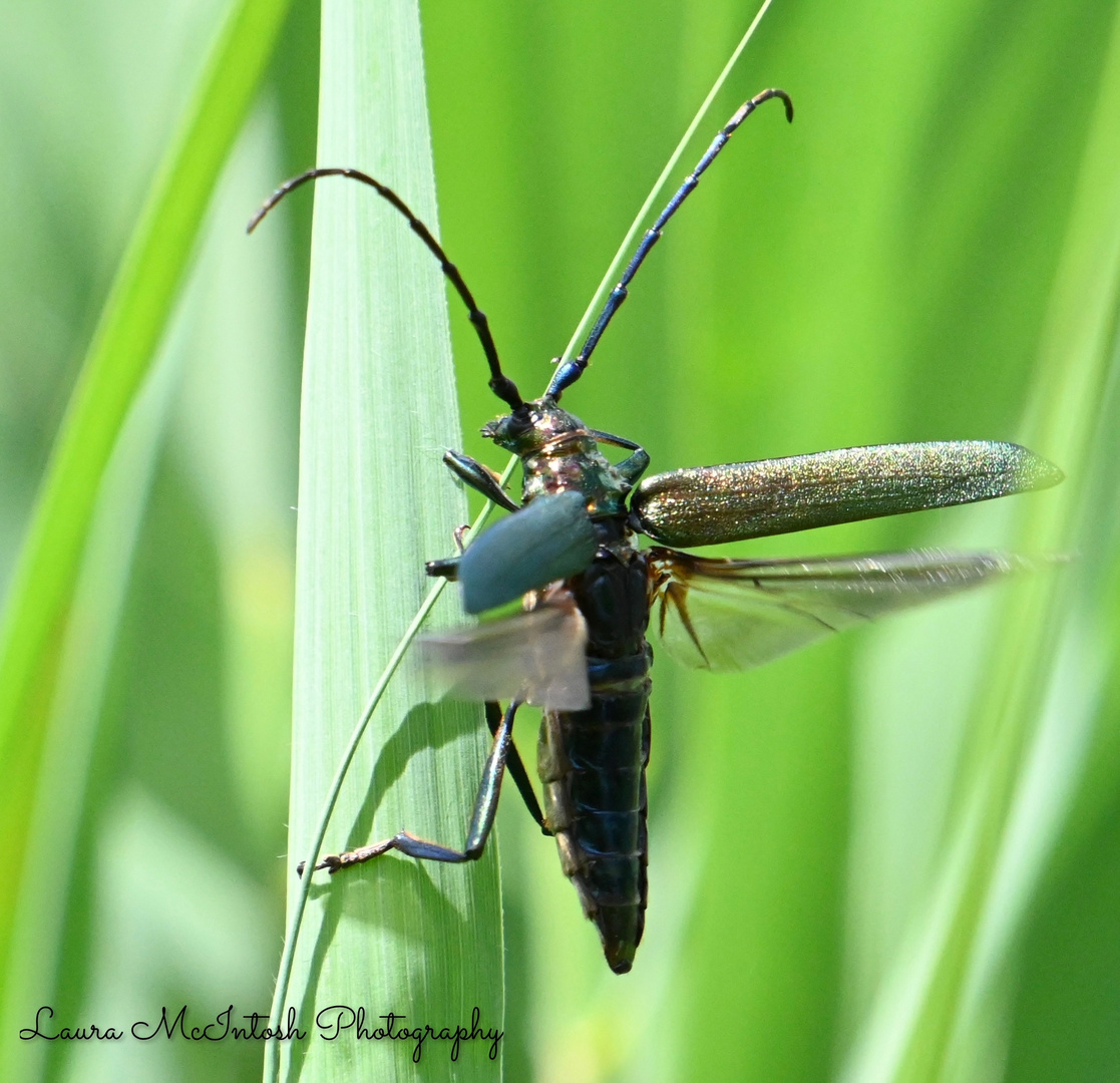 Musk Beetle in Norfolk, UK.