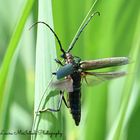 Musk Beetle in Norfolk, UK.