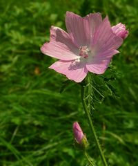 Musk-mallow