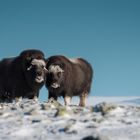 // Musk-Ox Brothers