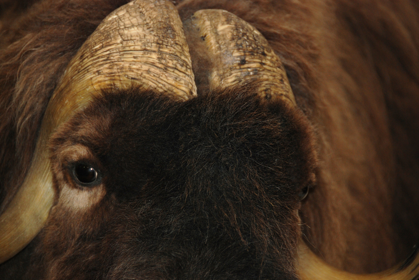 Musk ox