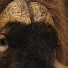 Musk ox