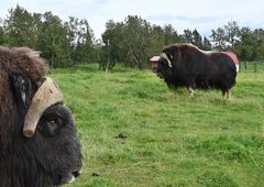 musk ox