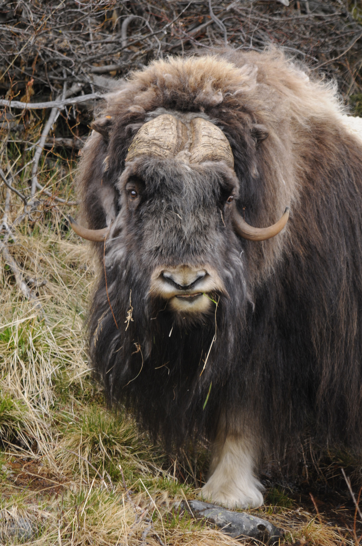 Musk ox in Norway