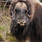 Musk ox in Norway