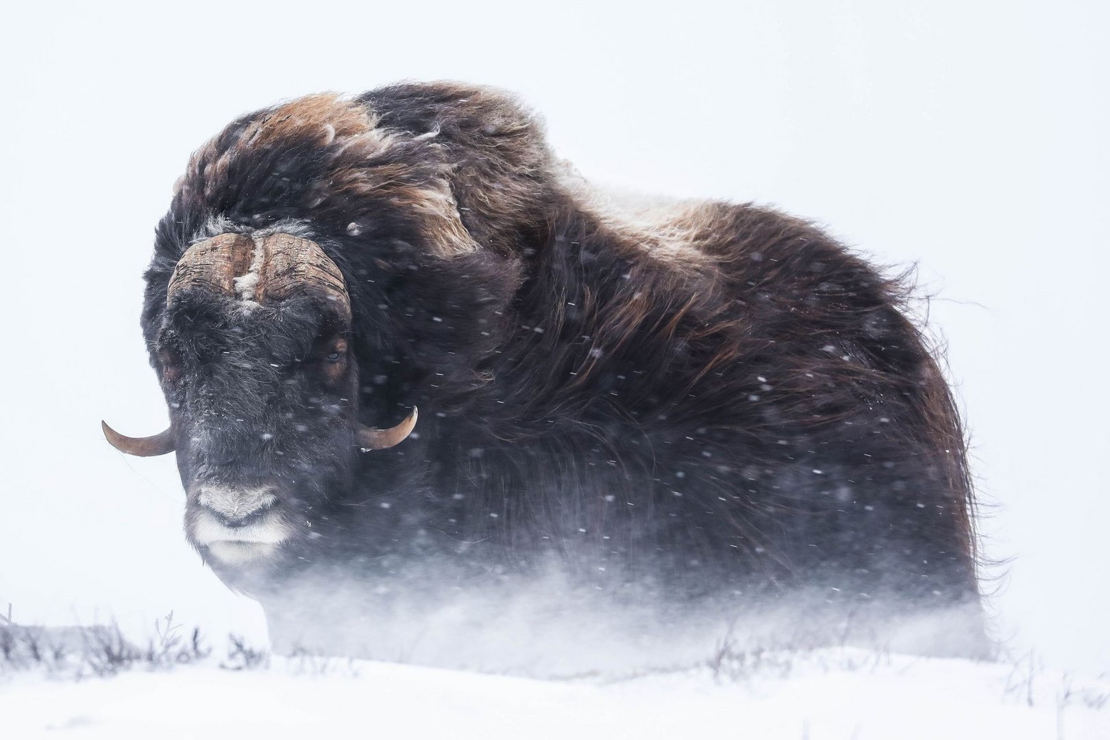 "MUSK OX IN THE WILD" 