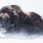 "MUSK OX IN THE WILD" 