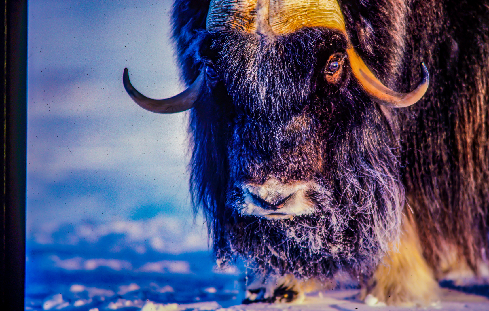 Musk Ox (Ovibos moschatus)