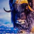 Musk Ox (Ovibos moschatus)