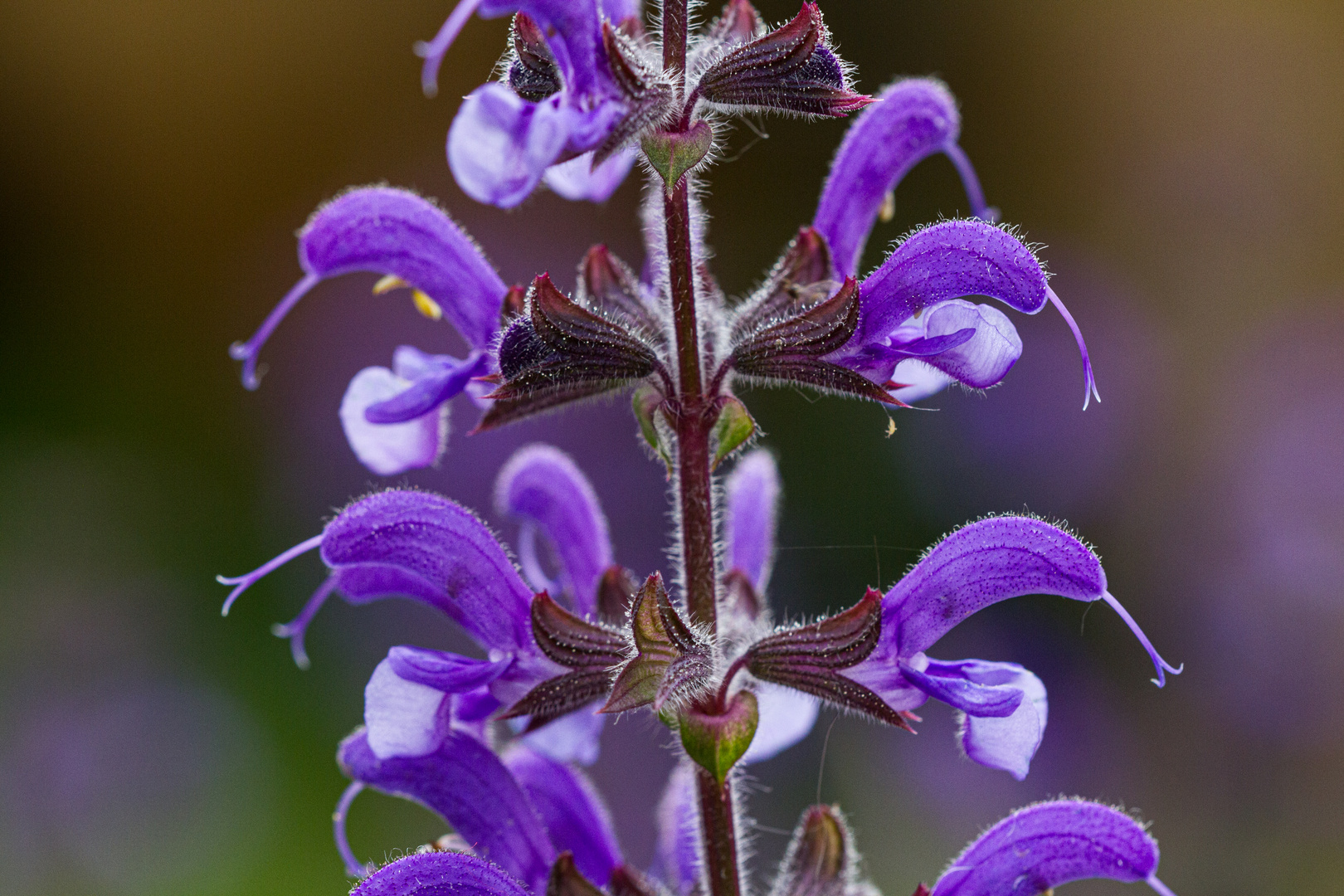 MuskatellerSalbei Foto & Bild pflanzen, pilze & flechten, blüten