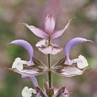 Muskateller-Salbei (Salvia sclareau), streng geschützt!