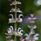 Muskatellersalbei (Salvia sclarea)...