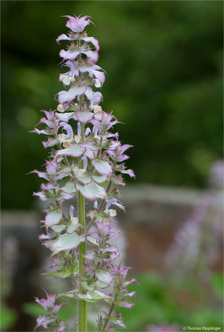 Muskatellersalbei (Salvia sclarea) ..