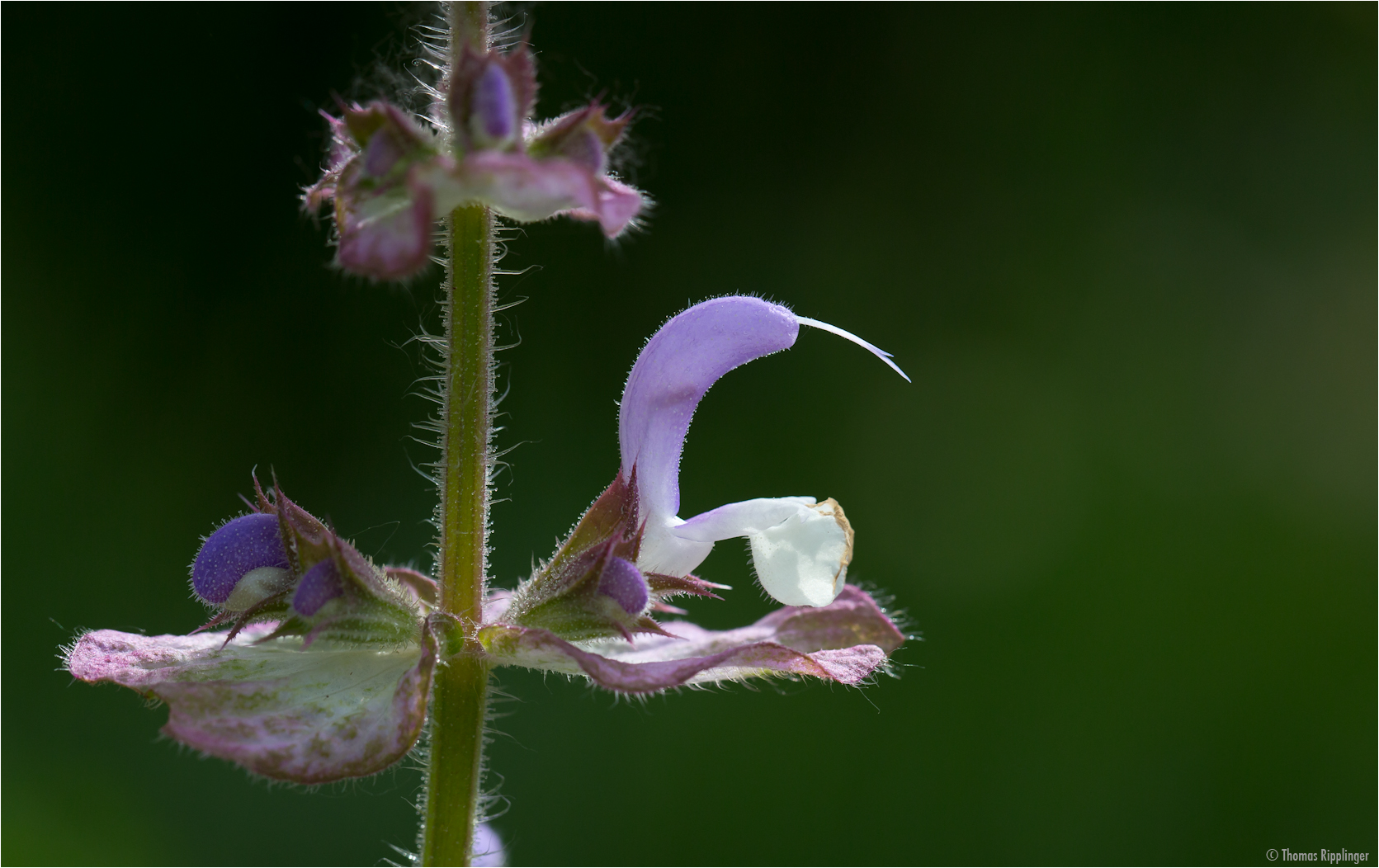 Muskatellersalbei (Salvia sclarea)