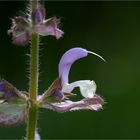 Muskatellersalbei (Salvia sclarea)