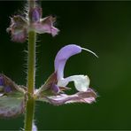 Muskatellersalbei (Salvia sclarea)