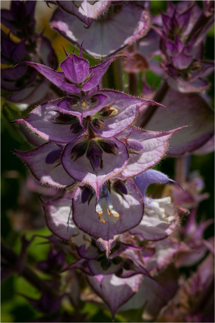 Muskatellersalbei (Salvia sclarea)