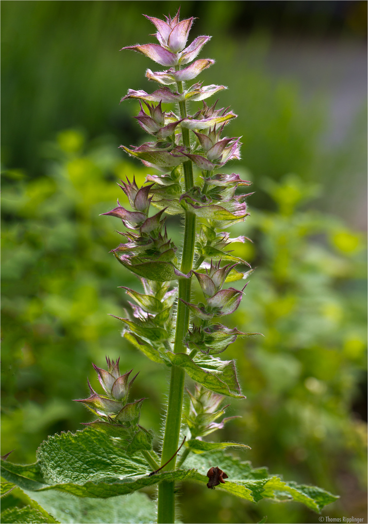 Muskatellersalbei (Salvia sclarea)..