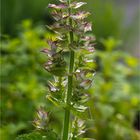 Muskatellersalbei (Salvia sclarea)..