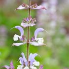 Muskatellersalbei (Salvia sclarea) .