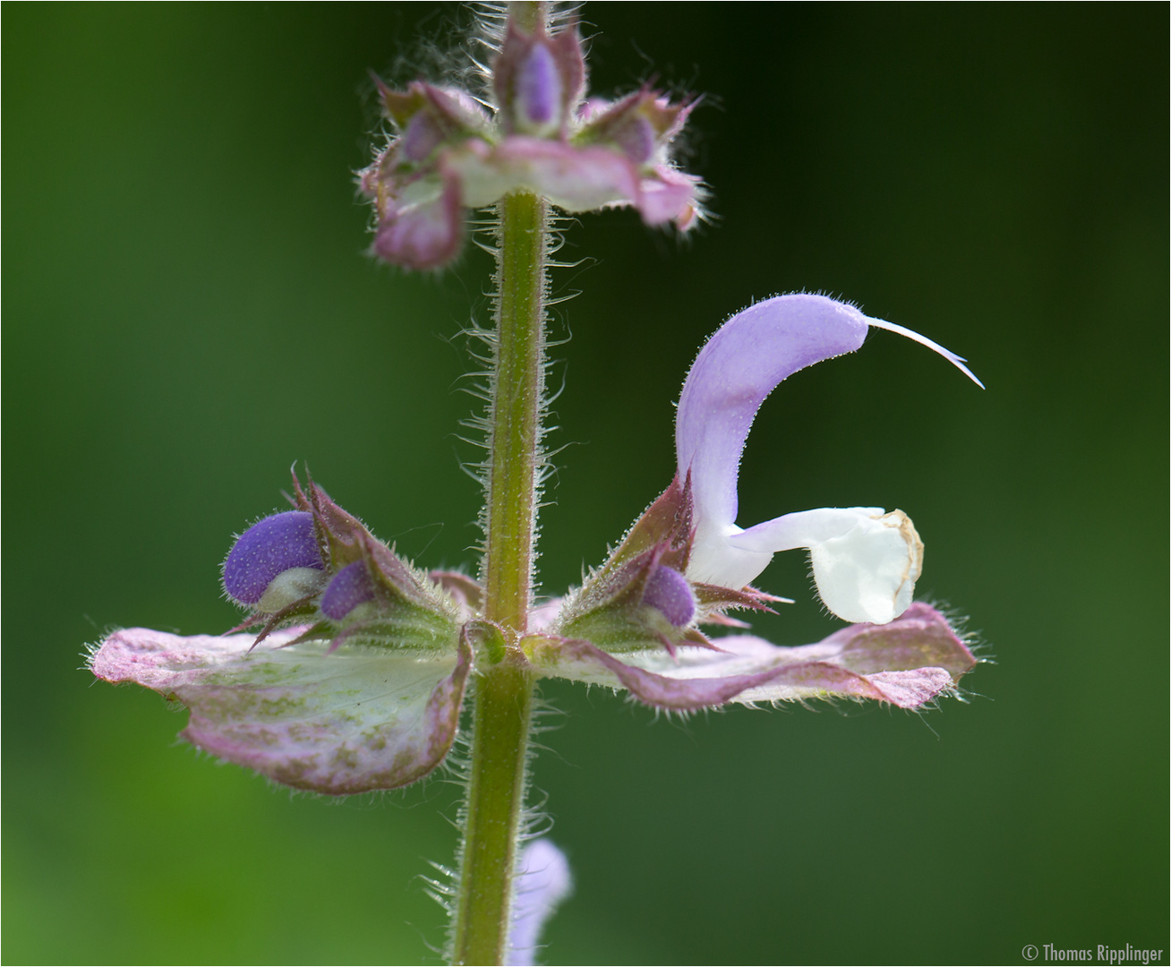 Muskatellersalbei (Salvia sclarea).